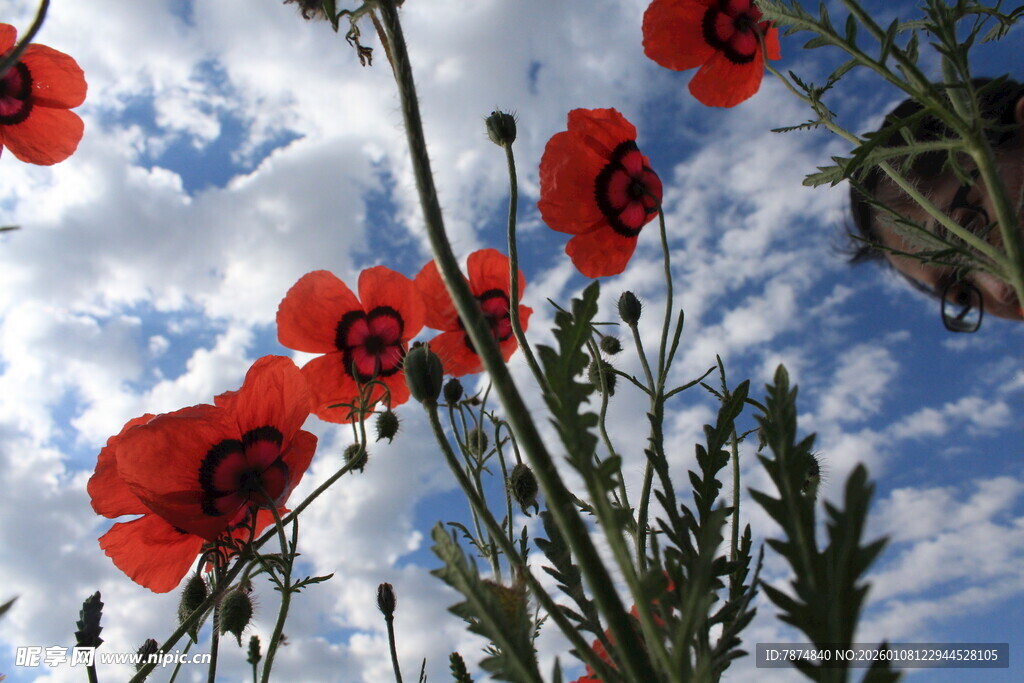 蓝天映衬下的鲜花