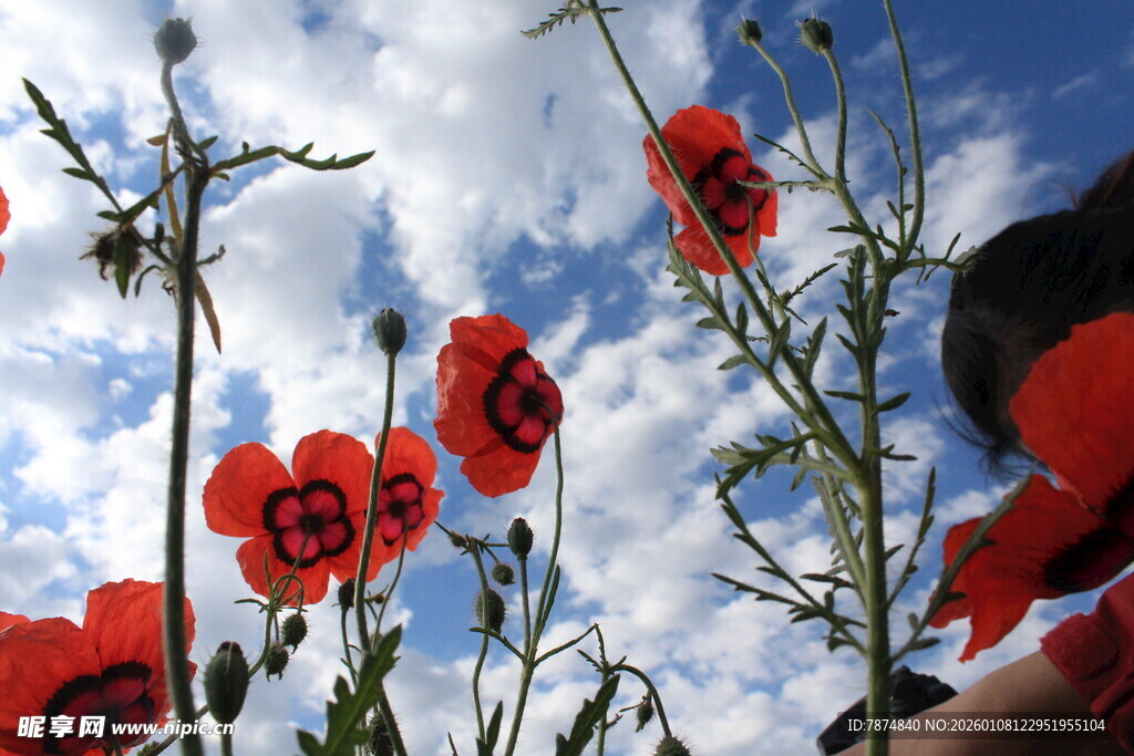 蓝天映衬下的艳丽红花
