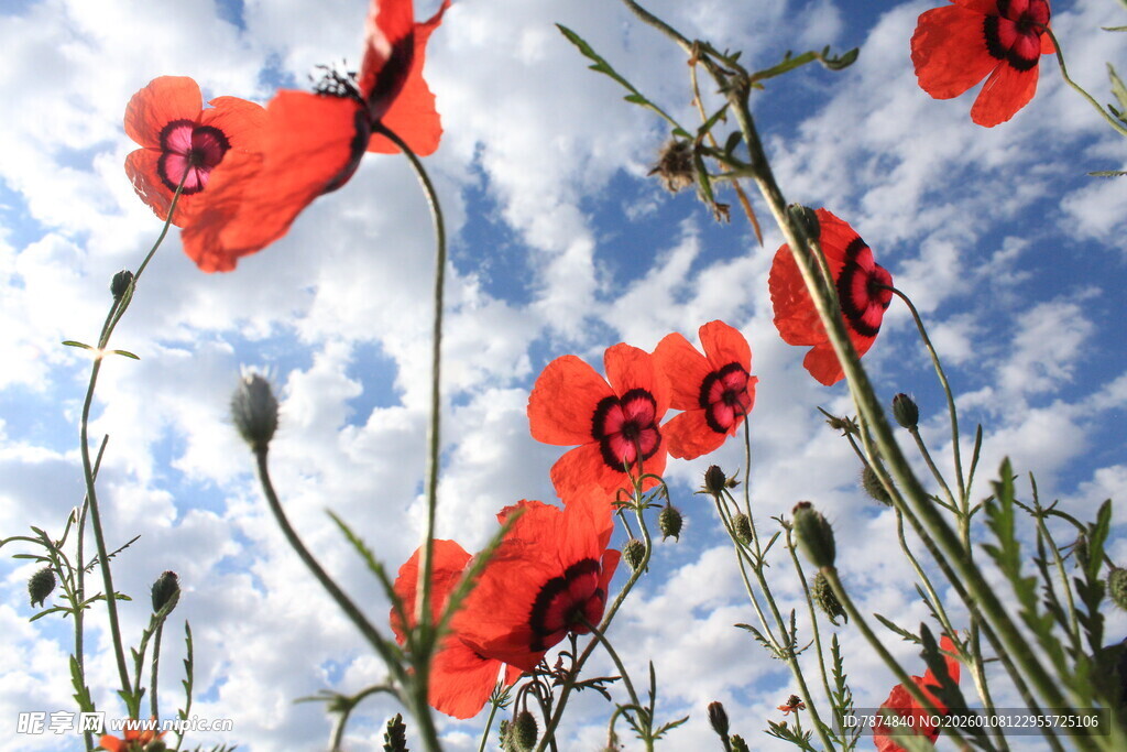 蓝天映衬下的娇艳红花