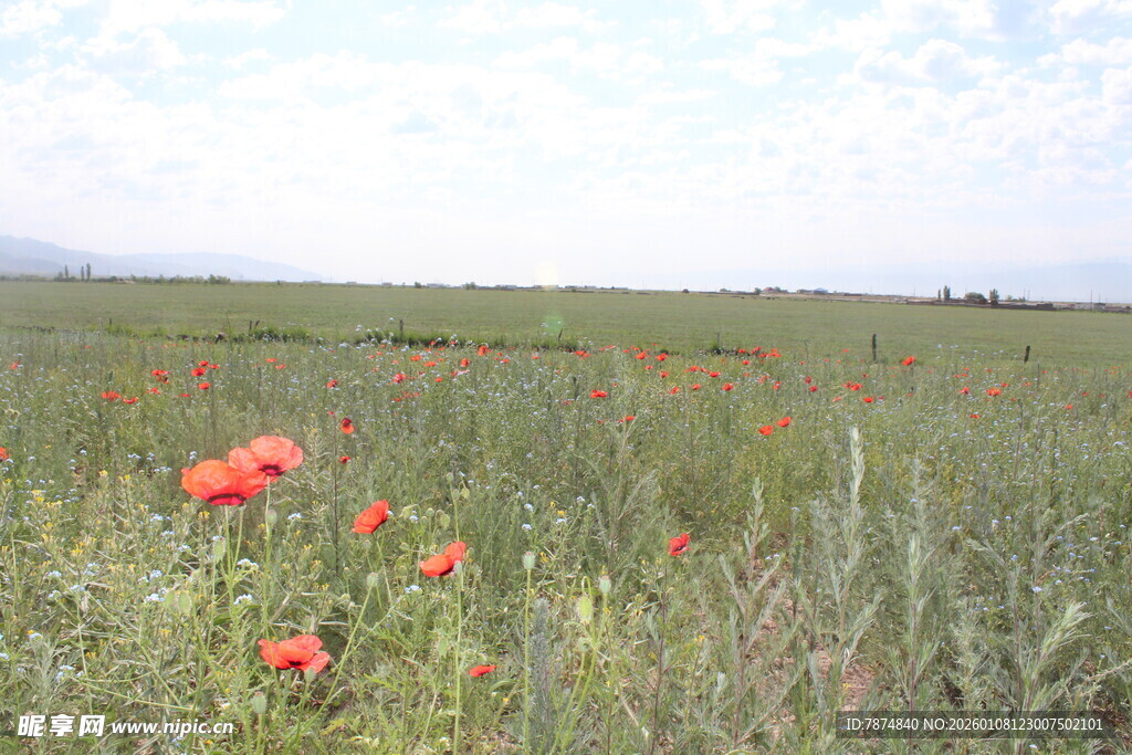 田野中的艳丽红色花