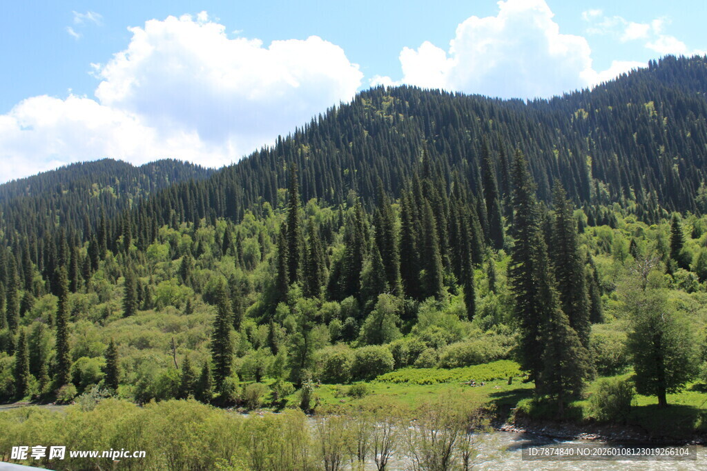山间葱郁森林与清澈溪流
