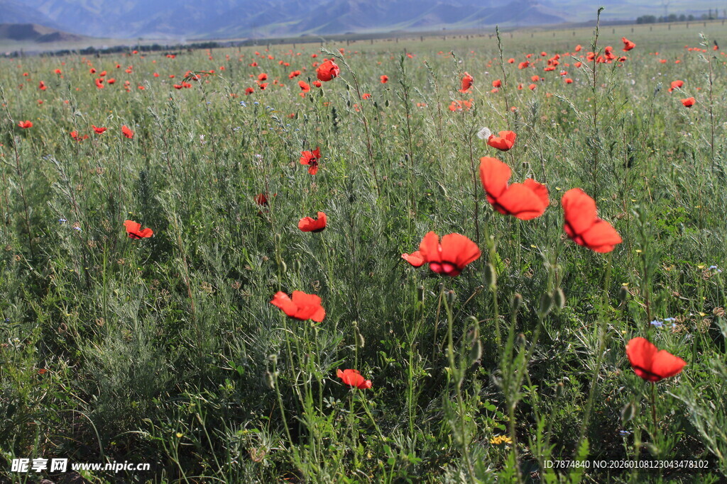 田野中的鲜艳红色花