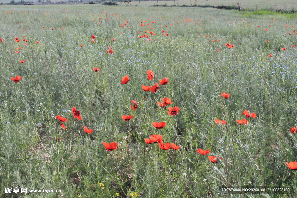 田野中的鲜艳红花