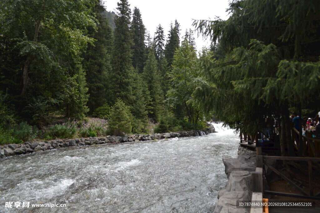 山间溪流旁的繁茂树林