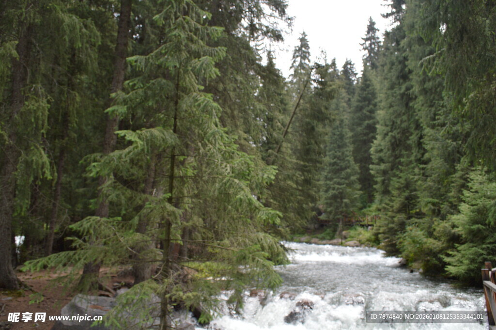 森林中的湍急溪流
