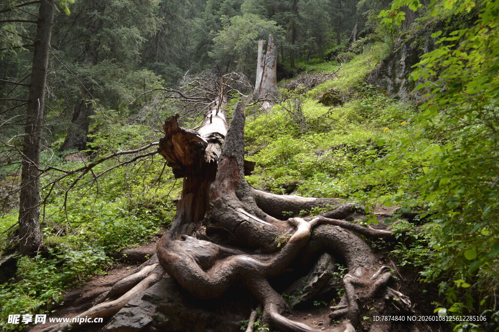 森林中盘根错节的古老树根