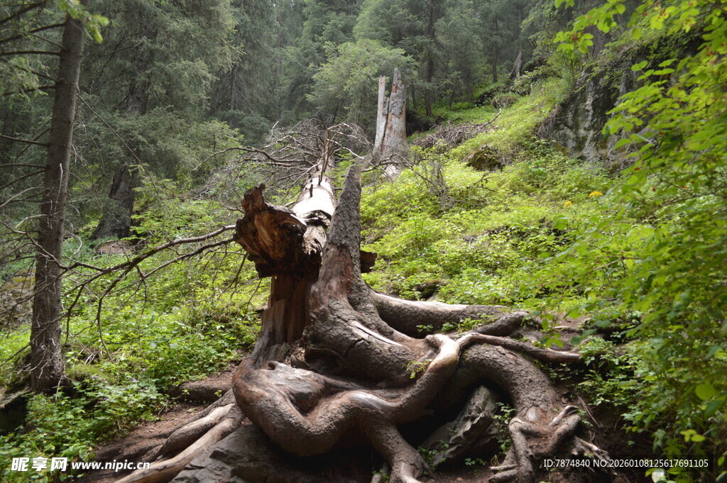 森林中倒伏的枯树与繁茂植被