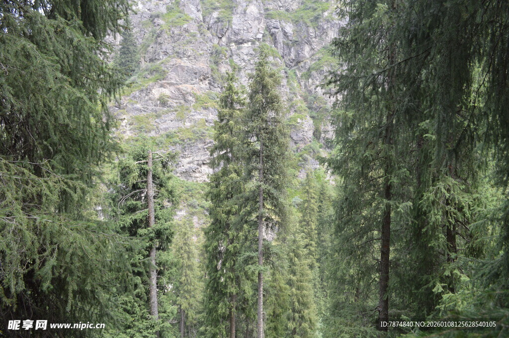 茂密森林中的高大树木