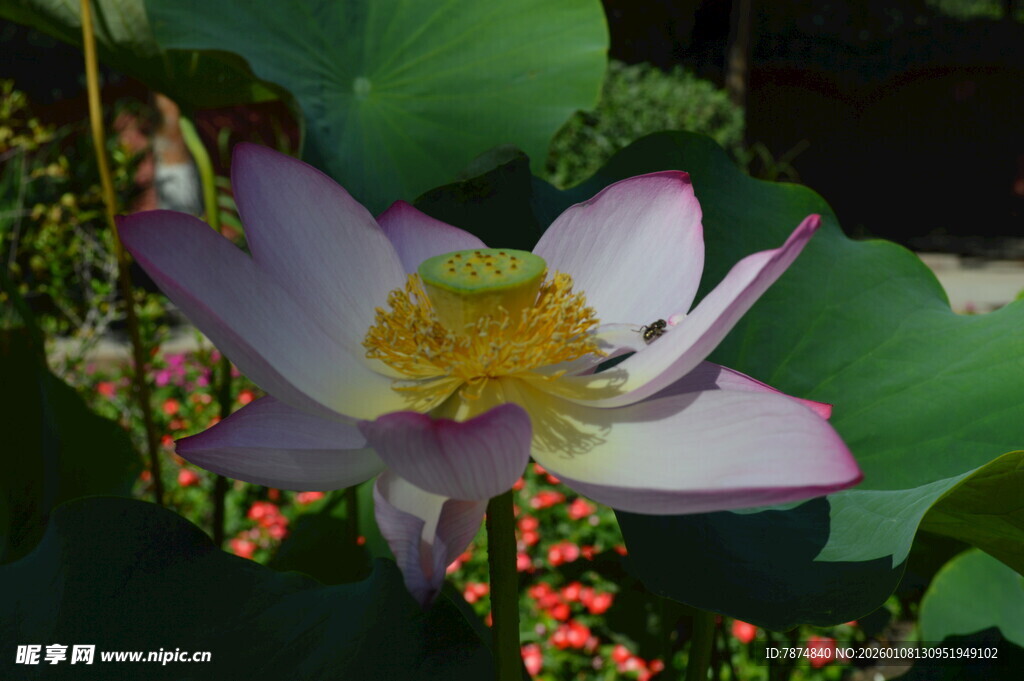 绽放的优雅荷花