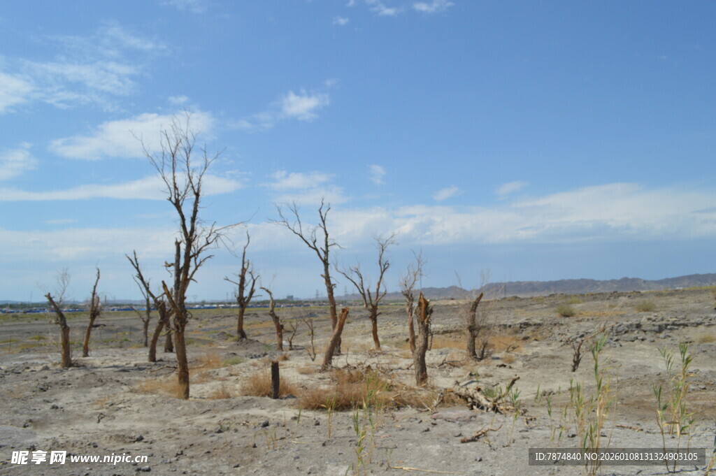 荒凉枯木的旷野景象