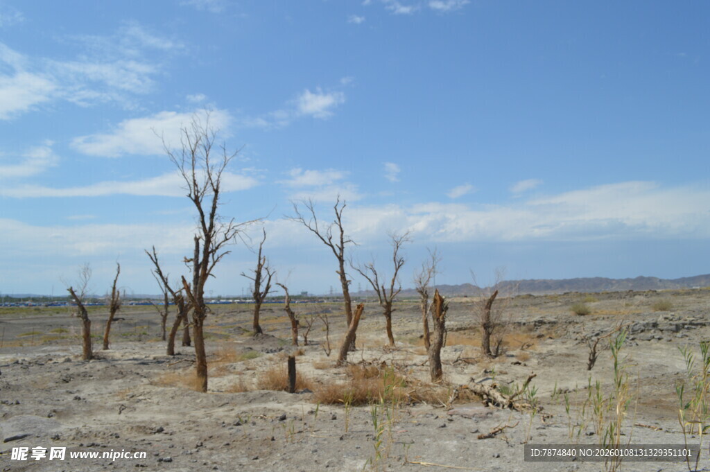 荒漠中的枯树景观
