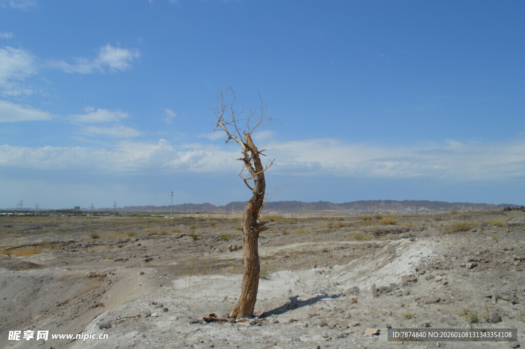 荒漠中枯树挺立