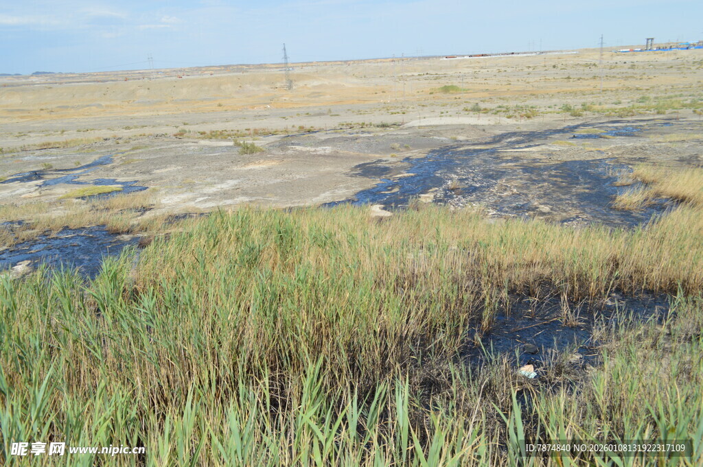 湿地景观 水草与开阔地面
