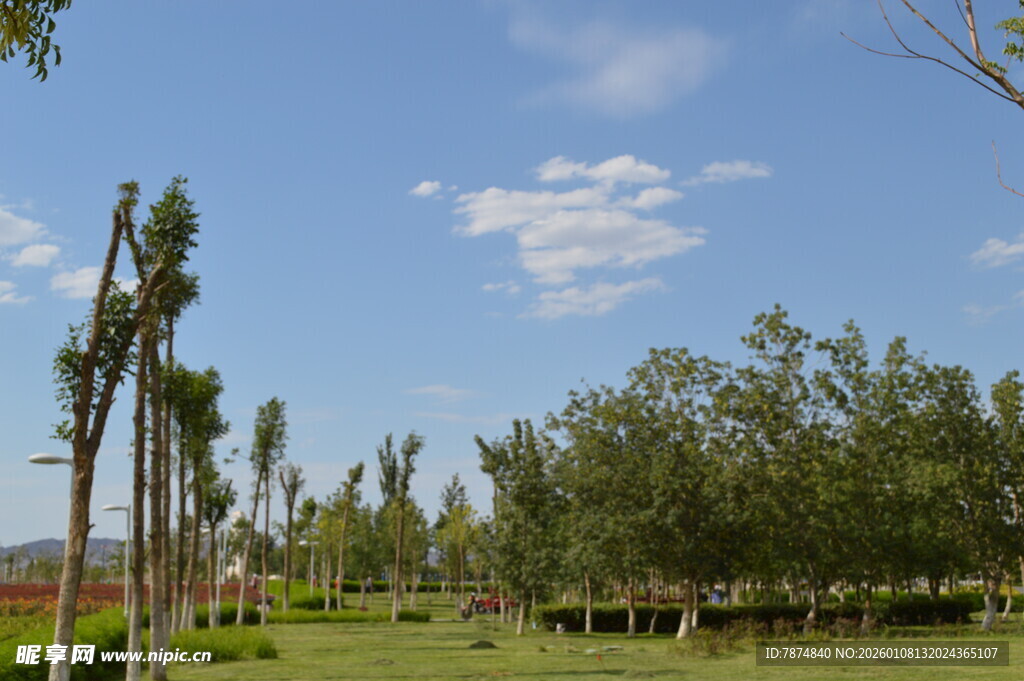 户外绿树成荫的开阔场景