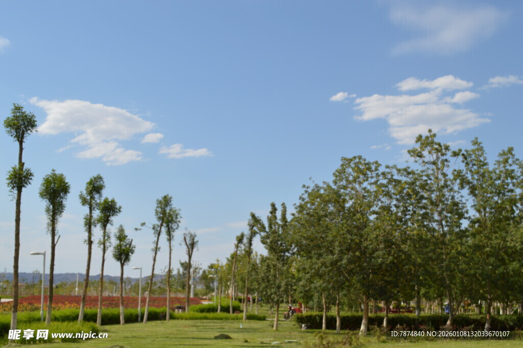 户外绿树蓝天的美丽景致