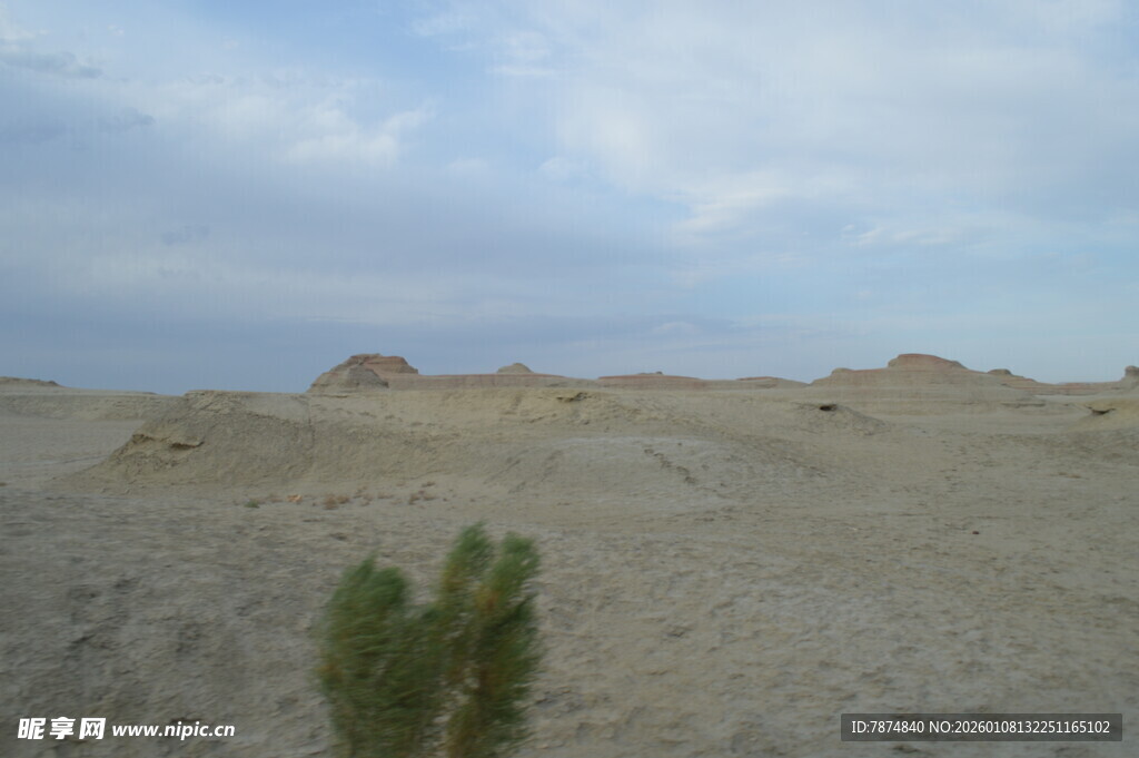 沙漠中的绿色孤植景观