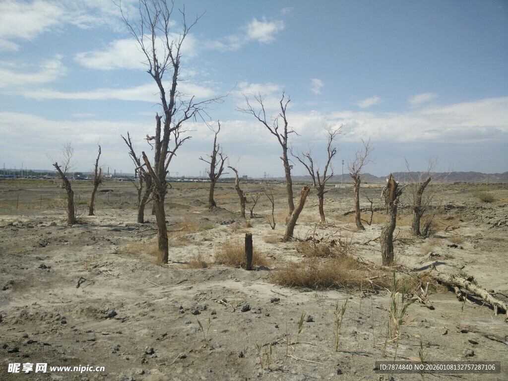 荒凉枯树的干旱土地