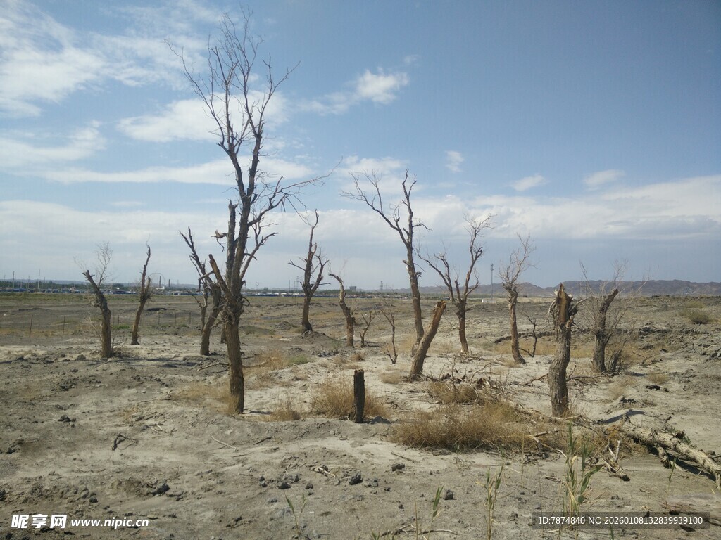 荒凉枯树的干旱土地景象