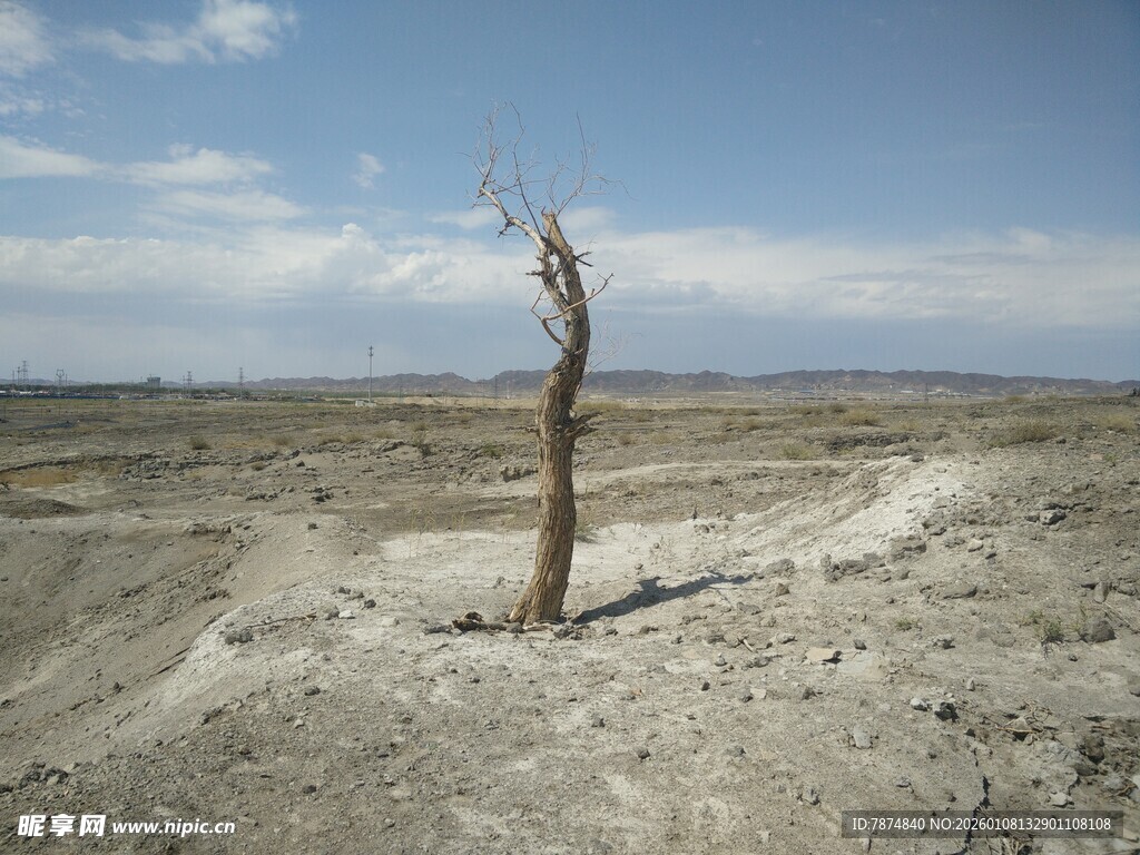 荒漠中屹立的枯树
