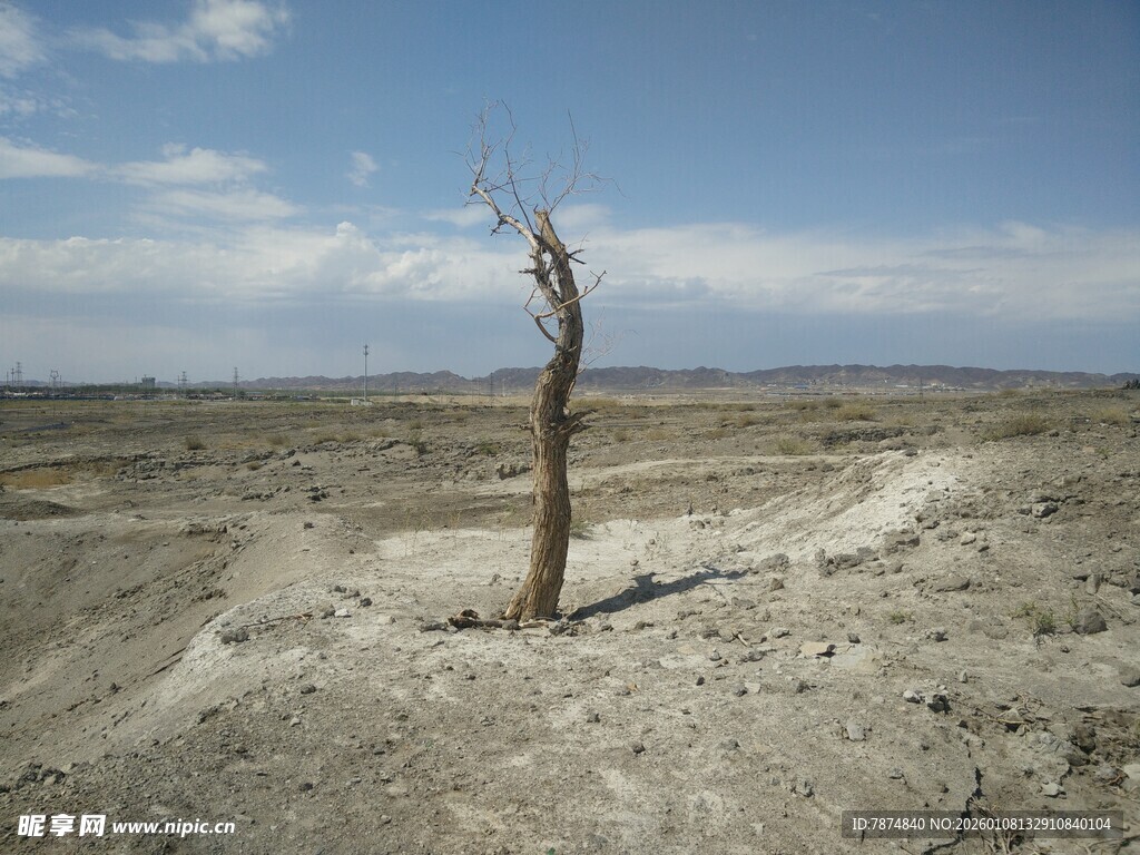 荒漠中孤独的枯树