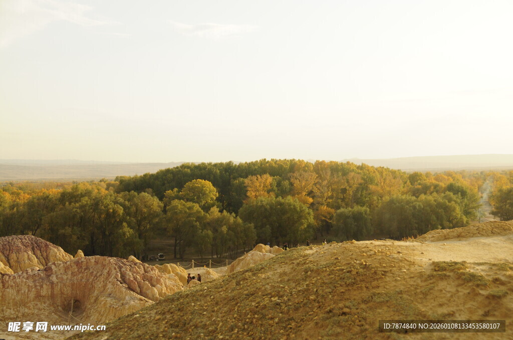 秋日山丘上的多彩树林