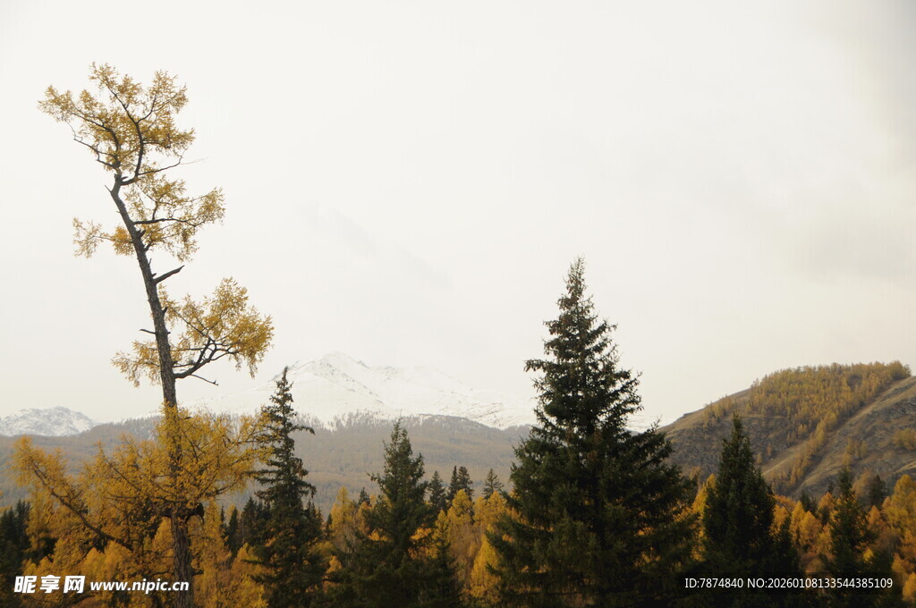 秋日山林中的挺拔树木