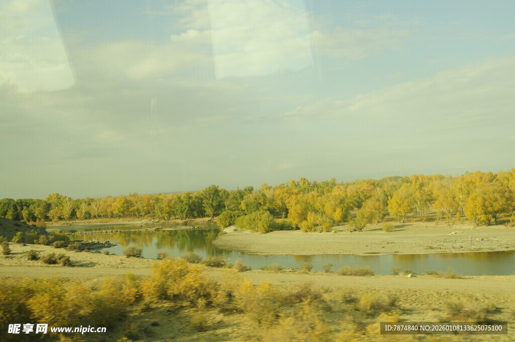 秋日河畔金黄树林美景