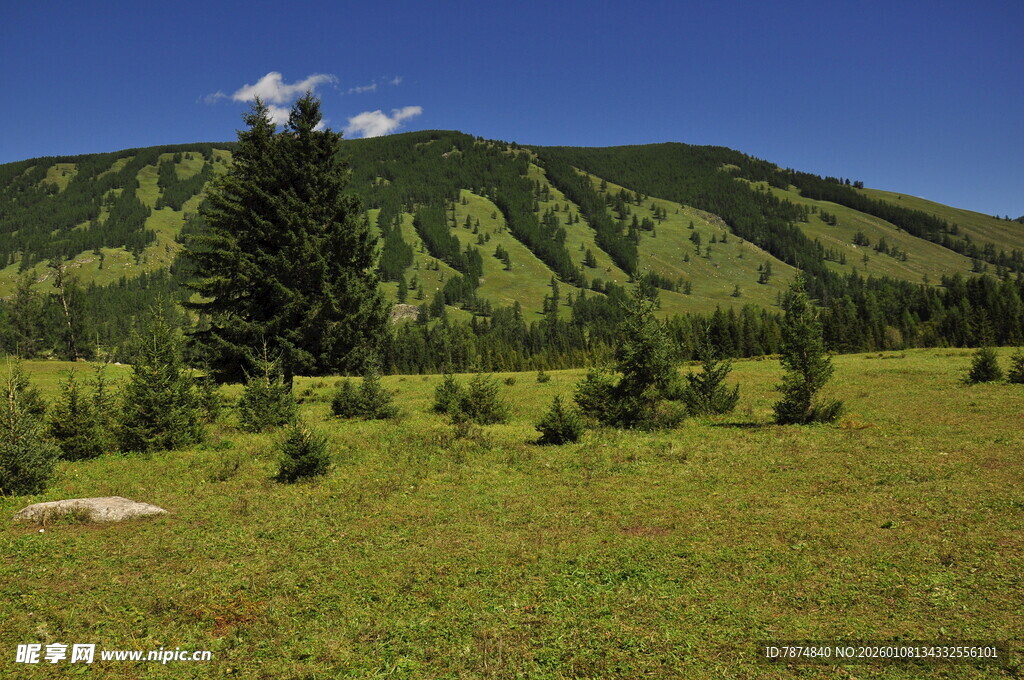 山间草地与挺拔树木景观