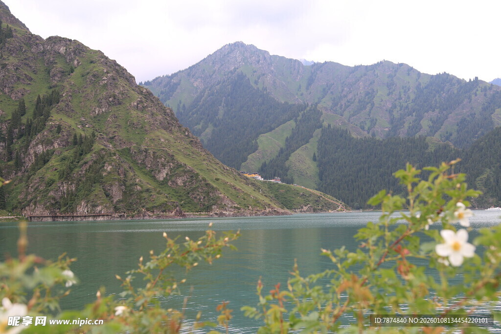 山间碧湖绽放白色花朵