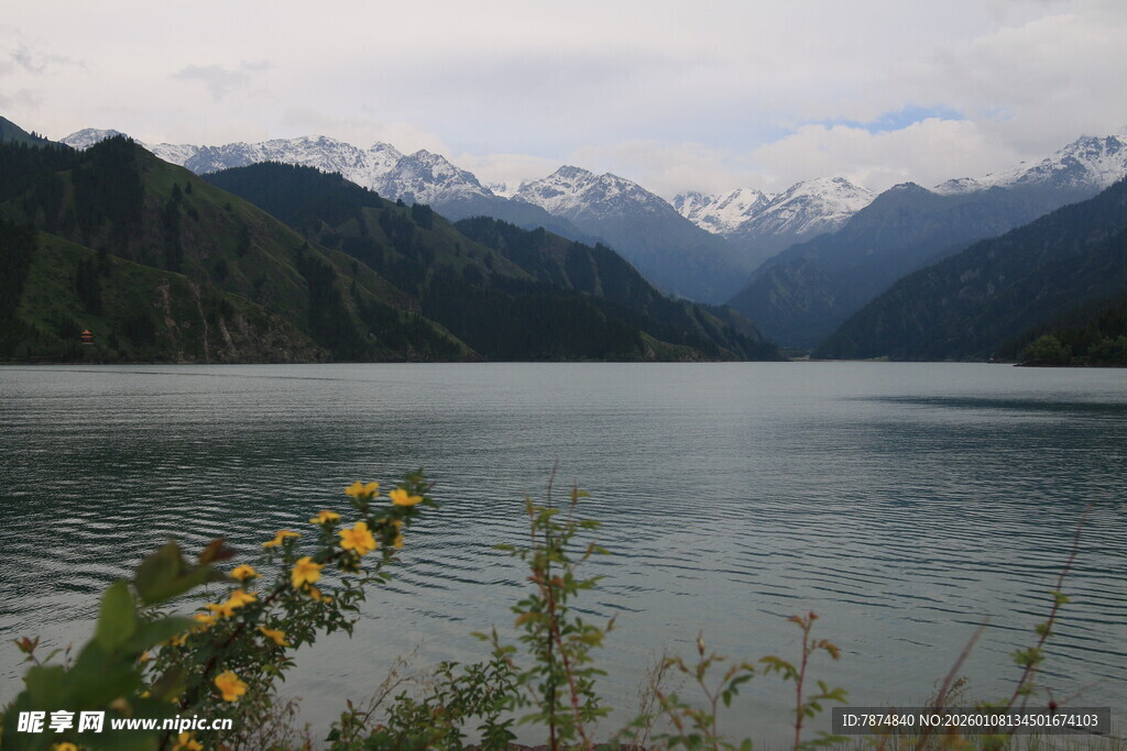 湖畔黄花映雪山美景
