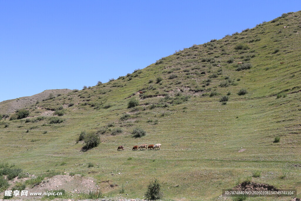 绿意盎然的山坡风景