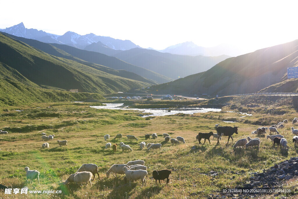 山间牧场群畜悠然景象