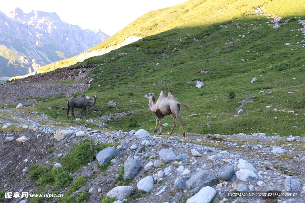 山间草地的悠闲动物
