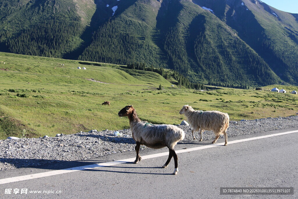 公路上的两只山羊