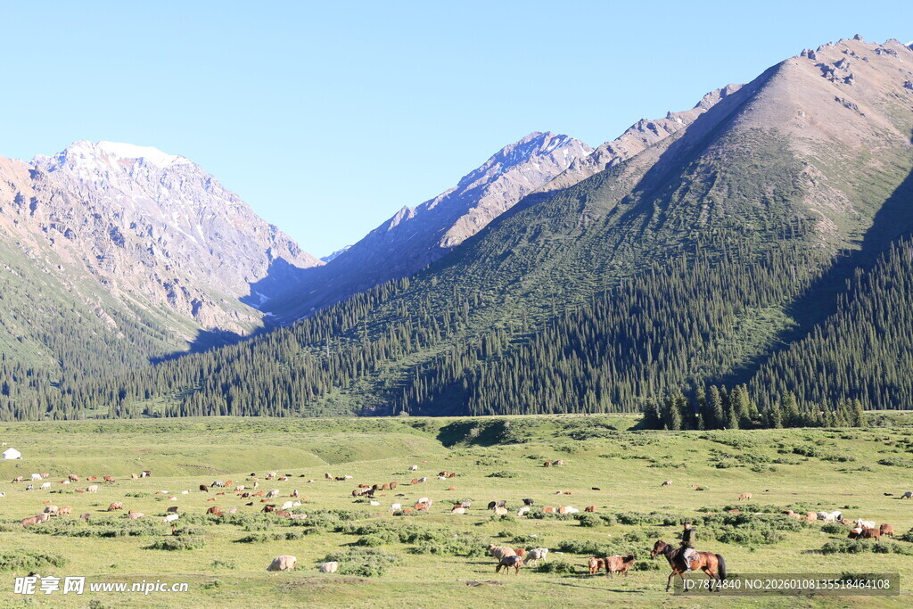 草原山间的牧群风光