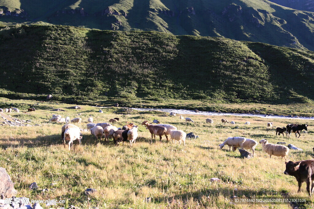 草原上的牛群与青山