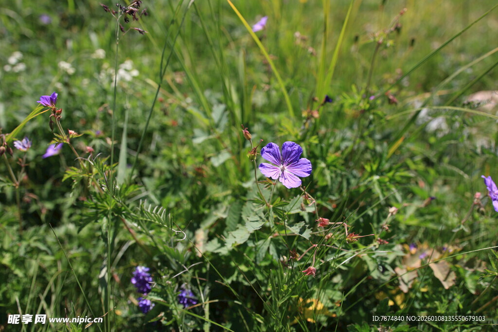 草丛中的紫色小花