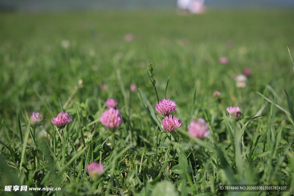 草地上的粉色小花