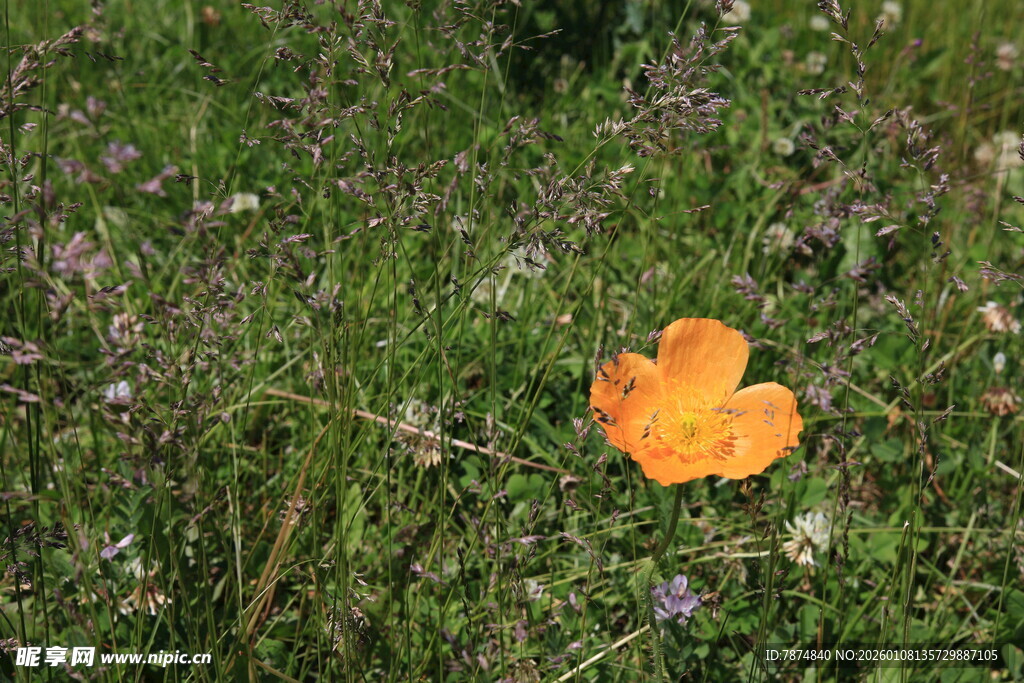 草丛中的橙色蘑菇