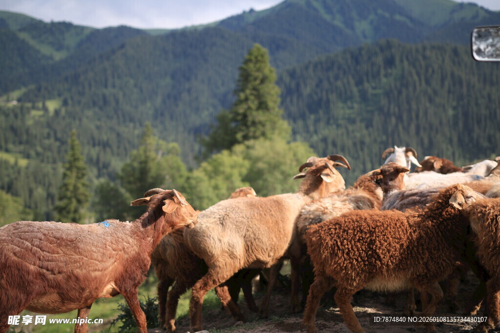 山间羊群漫步