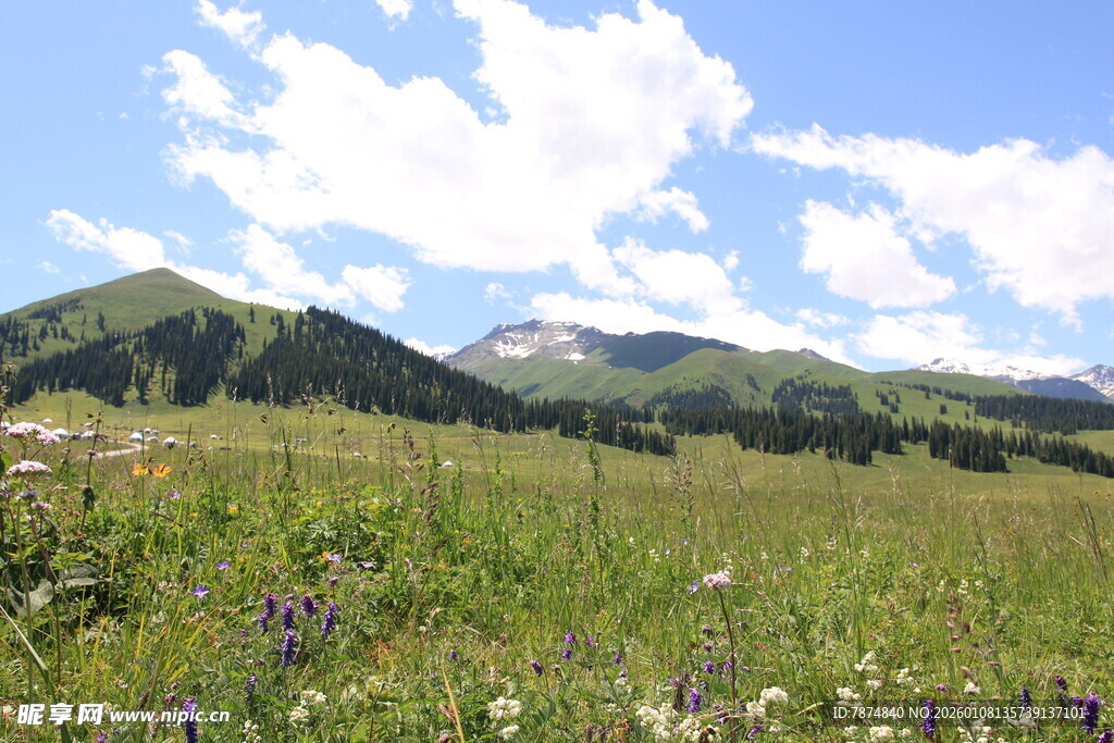 山间草地野花蓝天美景