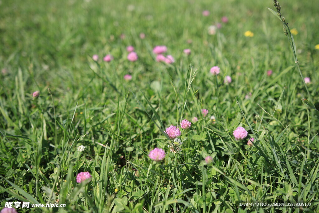 绿草间绽放的粉嫩小花