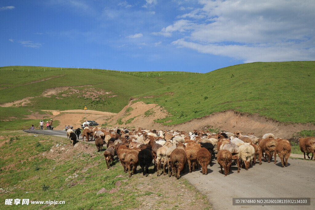 草原牧道上的牛群迁徙
