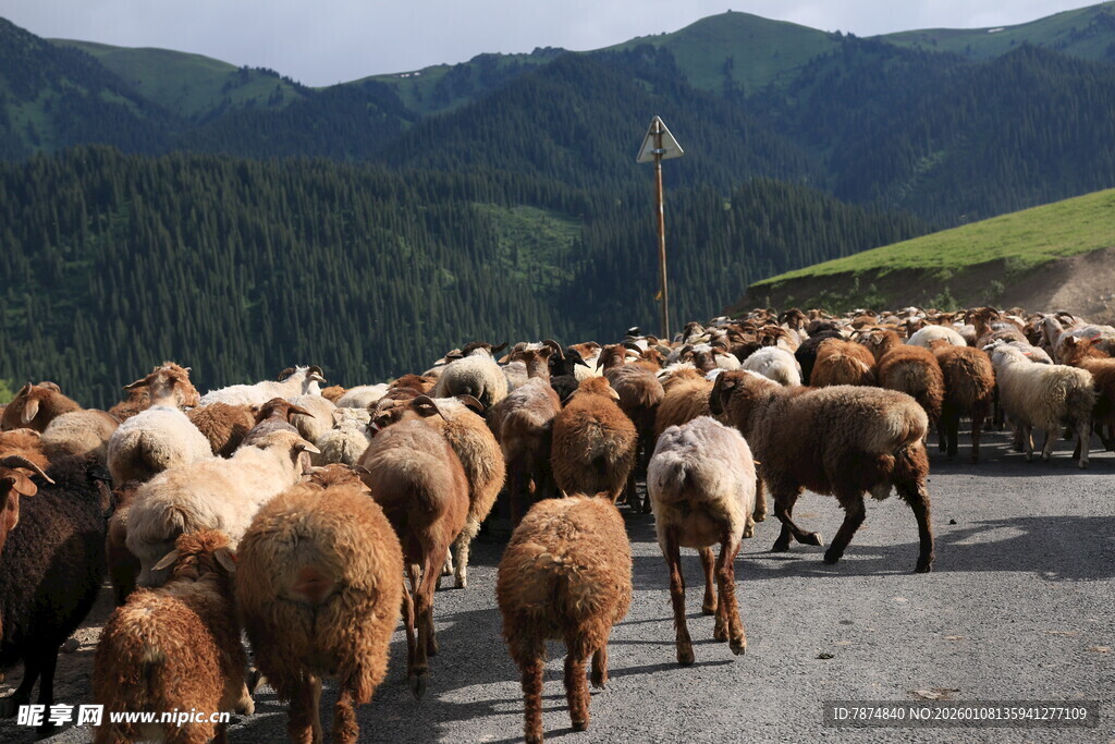 羊群漫步在山间公路