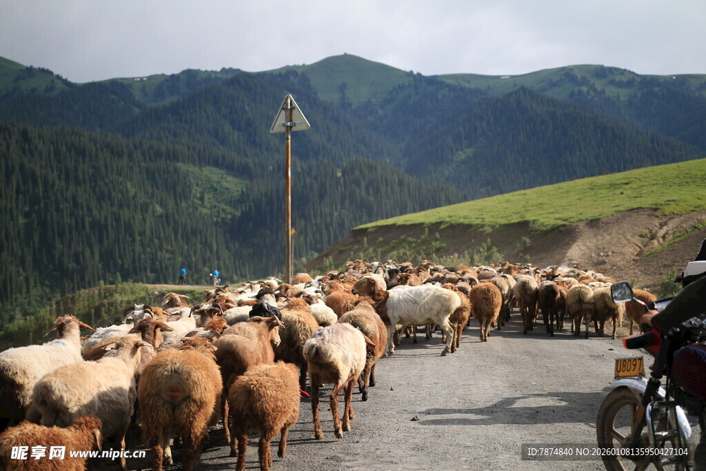 公路上的羊群与摩托车