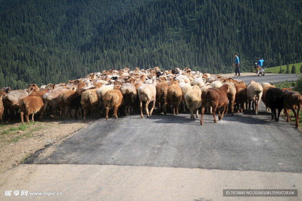 羊群横穿公路的壮观景象