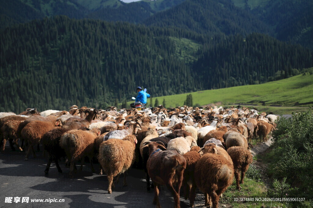 山间牧人赶羊群