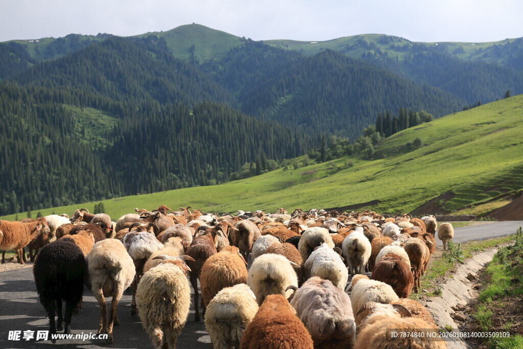 山间牧道上的羊群