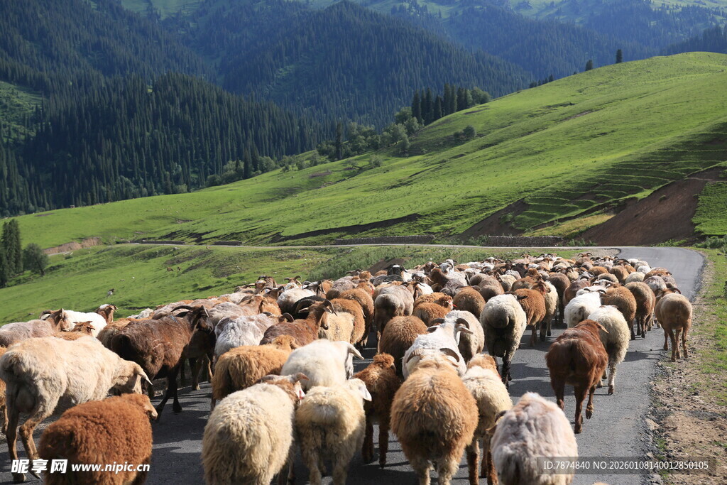 羊群漫步山间公路