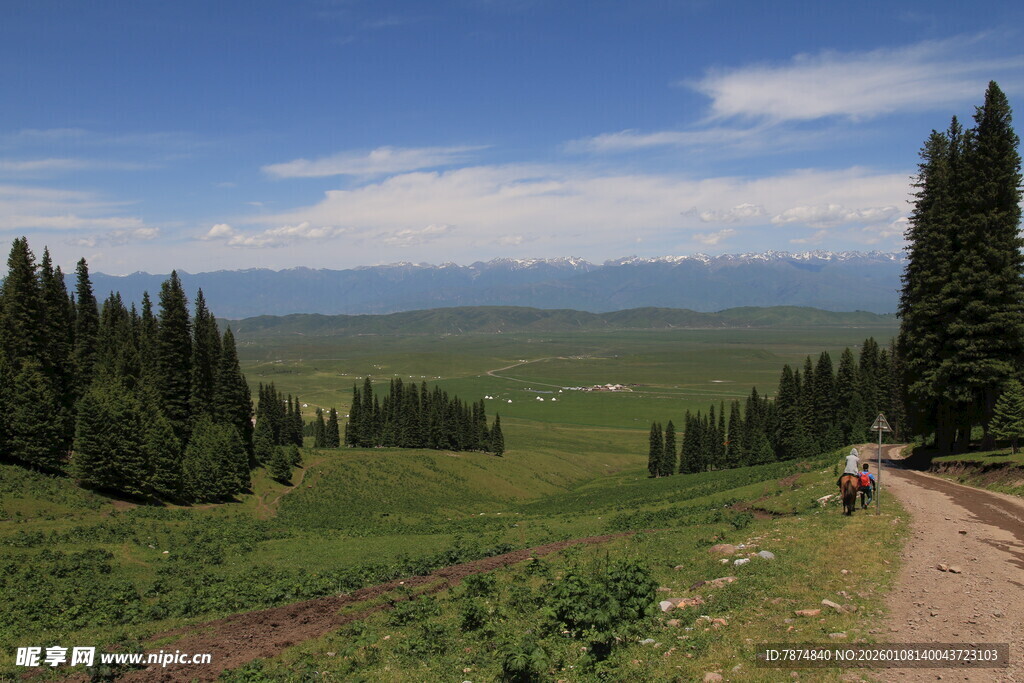 山间小路旁的葱郁森林